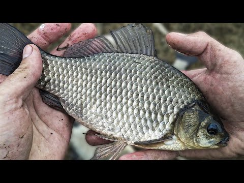 Видео: КАРАСЬ НА ДОНКУ в АПРЕЛЕ!! ШИКАРНОЕ ОТКРЫТИЕ СЕЗОНА! РЫБАЛКА на ДОНКУ РАННЕЙ ВЕСНОЙ!