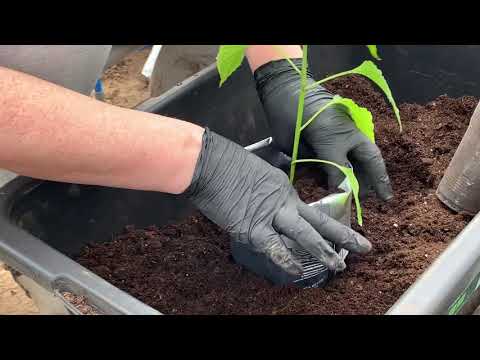 Видео: Рассада перцев. 6 апреля.