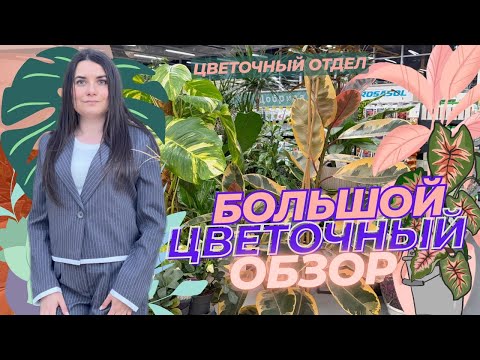 Видео: Большой ОБЗОР РАСТЕНИЙ цветочного магазина.