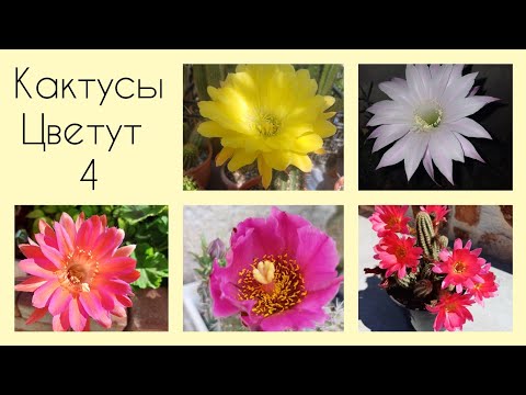 Видео: Мои Кактусы Цветут 🌵2025