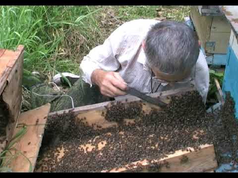 Видео: пчеловодство на Алтае