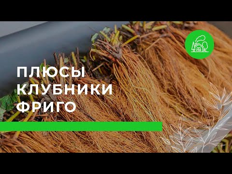 Видео: Технология фриго для клубники