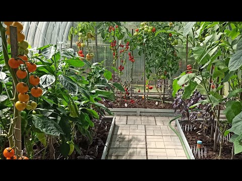 Видео: Готовим грядки в теплице и планируем посадки огурцов, томатов, перцев и баклажанов на следующий год.