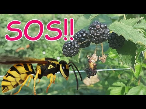 Видео: Осы на ежевичнике! Что делать???
