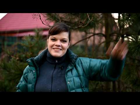 Видео: Садовый влог 19.04/ Подкармливаю розы / Морозники / Планы и хотелки