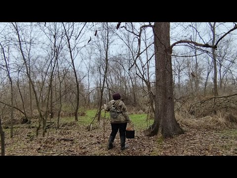 Видео: Одна на острове! Собираю грибы 1 декабря!