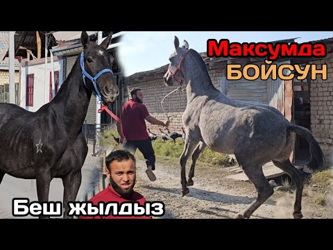 Видео: Максумдун МЫКТЫ ТАЙЛАРЫ беш жылды ⭐️ БОЙСУН 🔥9 октября 2024 г.