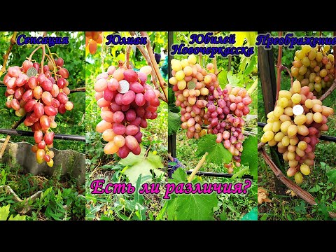 Видео: Сенсация , Юлиан  Преображение Юбилей Новочеркасска  Есть ли различия