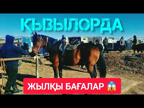 Видео: СҰМДЫҚ АРЗАН БАҒА ЖЫЛҚЫЛАРҒА, ҚЫЗЫЛОРДА МАЛ БАЗАРЫ.