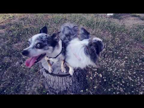 Видео: Ожирение у собак: 5 причин набора веса | Часть 3 | Догмама