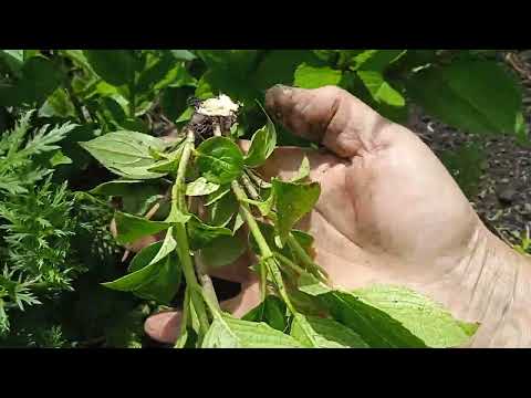 Видео: ОБРЕЗКА И НОРМИРОВКА МЕТЕЛЬЧАТЫХ ГОРТЕНЗИЙ В ИЮНЕ.