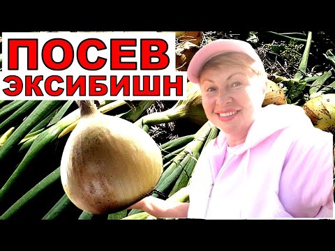 Видео: Простой способ посева лука Эксибишн, без последующей пикировки. Что надо знать?