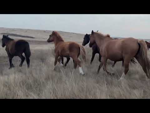 Видео: Косяк БТР далеко ушли, подогнали. #жеребец #жылкы #лошади #интересно #айгыр #