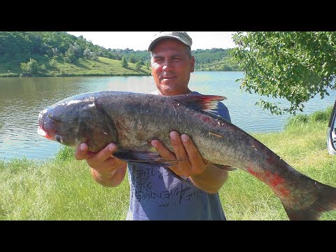 Видео: Рыбалка  Рецепт каши для ловли толстолоба . My fishing