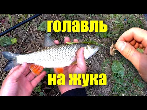 Видео: Ловля голавля весной в проводку на майского жука. Рыбалка в начале мая на малой реке.