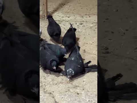 Видео: 27 сентября 2025 г.