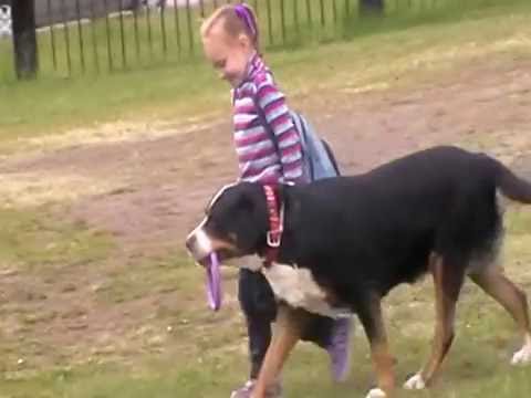 Видео: Большой швейцарский зенненхунд Сант Эстива Земфира (кира) и Даша- 6 лет