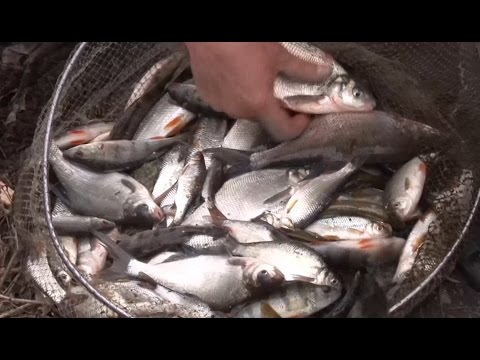 Видео: Ранняя весна. Первая фидерная рыбалка по открытой воде. "О рыбалке всерьёз" видео 308 НD.