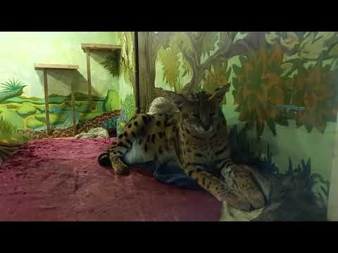 Видео: 21.10.2025г дружок Шерханчика