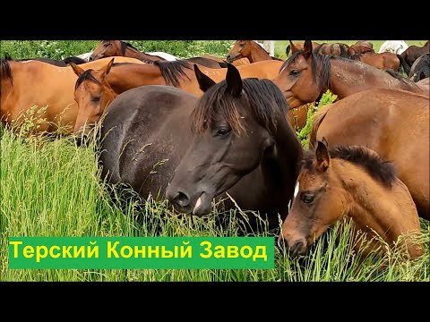 Видео: Экскурсия на Терский Конный Завод из Кисловодска (июнь 2023)