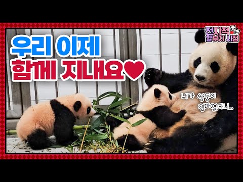 Видео: (SUB) Наконец-то Айбао и панды-близнецы собрались в одном месте 🐼│Мир панд