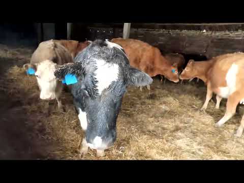 Видео: Погода бушует, тёлка еще жива, трактор завёл, собак, и котов накормил.