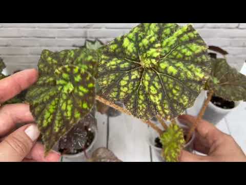 Видео: Излишки деток бегоний. 8.07.2024.