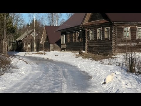 Видео: Деревня на краю леса. Простая жизнь обычной семьи. Бабушка целует елку, правнученька фотографируется