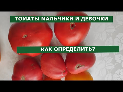 Видео: Как различать ЖЕНСКИЕ и МУЖСКИЕ томаты