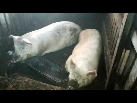 Видео: Обзор хозяйства на 06.02.2020 первые опоросы.