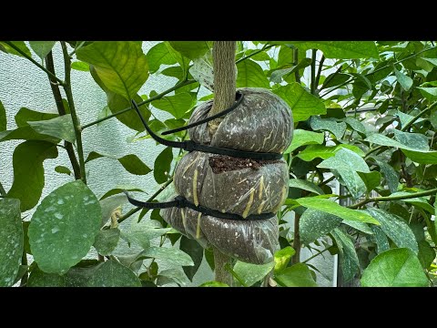 Видео: Воздушные отводки на камелии🌸и лимоне🍋Волкомериана‼️