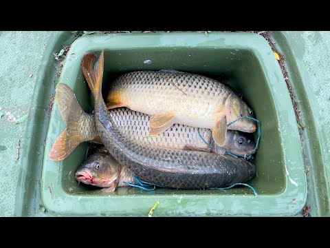 Видео: НОВАЯ ЛОДКА. ПОЛНЫЙ ЛЮЧОК РЫБЫ. САЗАНЫ ВЫРЫВАЮТСЯ ИЗ РУК. Рыбалка на нижней Волге осенью на жмых.