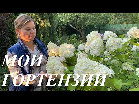 Видео: Мои гортензии