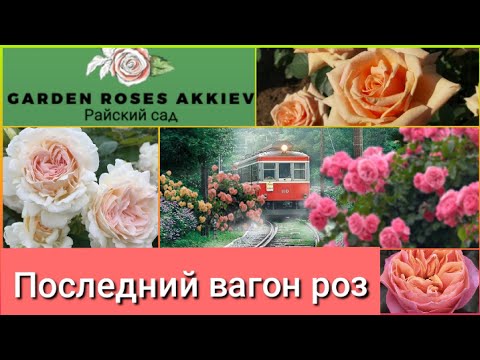 Видео: РОЗЫ Аккиевых под занавес сезона. Проклятие блогера постигло Занозу. 29 октября 2023 г.