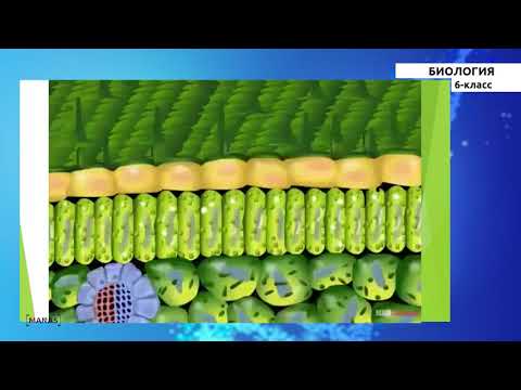 Видео: 6 класс - КГ - Биология - №6 - Клетканын тиричилиги жана курамы. Ткань жөнүндө түшүнүк