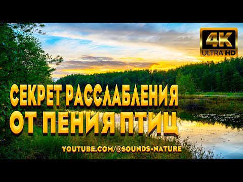 Видео: Откройте Для Себя - Секрет Расслабления От Красивого Пения Лесных Птиц.