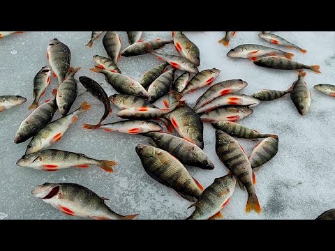 Видео: ОДНА ЛУНКА СДЕЛАЛА РЫБАЛКУ! ЗИМНЯЯ РЫБАЛКА НА ОКУНЯ. ПЕРВЫЙ ЛЁД.