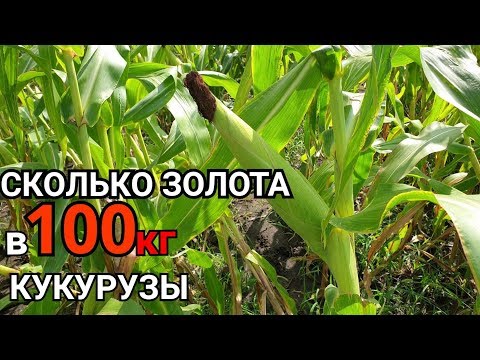 Видео: ЗОЛОТО СО 100кг КУКУРУЗЫ  ЗОЛОТО ИЗ КУКУРУЗЫ