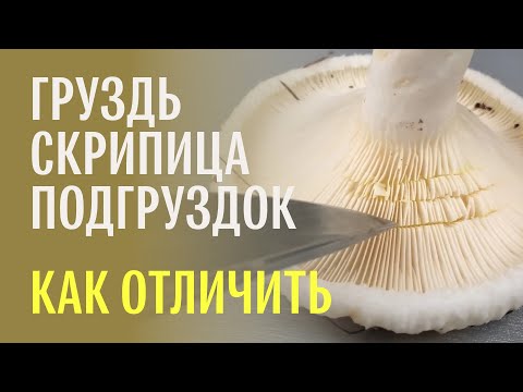 Видео: Для новичков: как отличить груздь от скрипицы и подгруздка