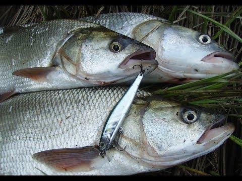 Видео: ZipBaits Rigge 70 S-Line . БЕРЕГОВОЙ ЖЕРЕХ ...