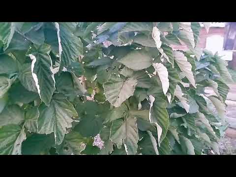 Видео: Малиновое дерево Таруса  часть- 1 // Как запустить на зимовку // Ягодная Империя Анастасии