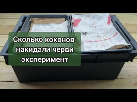 Видео: 30 ЧЕРВЕЙ, накидали 200 КОКОНОВ за 3 недели