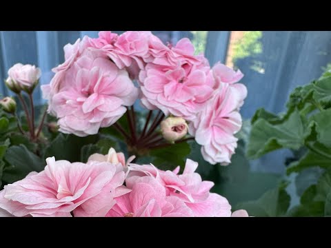 Видео: Обзор пеларгоний на балконе🏠🏠🏠 17июня 2025