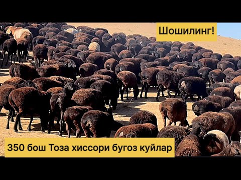 Видео: 350 бош Тоза хиссори бугоз куйлар! 770031395☎️