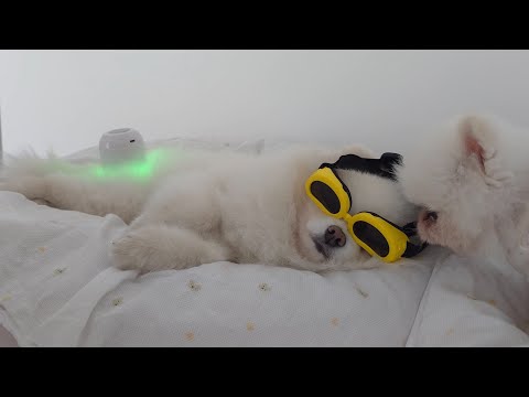 Видео: Мой раненый щенок боится, что его могут бросить