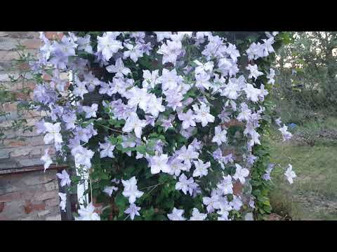 Видео: Клематис Голубой Ангел . Clematis Blue Angel  . Польские сорта клематисов .