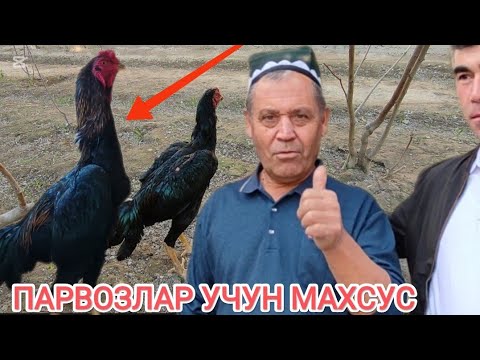Видео: ТУ́РАКУ́РГОНЛИК ЭСКИ ПАРВОЗ ОБИДЖОН АКА ПАРВОЗЛАРГА ЯХШИ МАСЛАХАТ БЕРДИ ДАКАН ИШКИБОЗЛАРИ УЧУН 