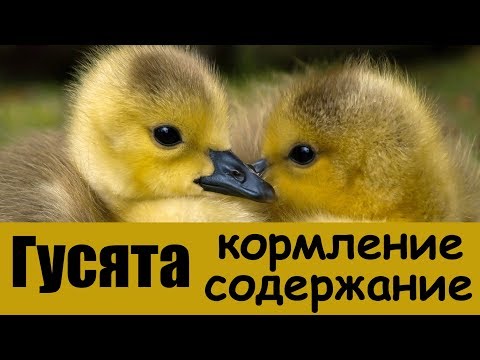 Видео: Гусята: кормление, содержание, температура в брудере. Чем кормить гусят? Как вырастить гусят?