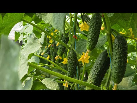 Видео: Огляд гібридів огірка в першому оберті сезону 2025. ОГЛЯД / ПОРІВНЯННЯ / ДЕГУСТАЦІЯ