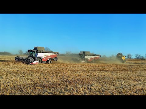Видео: Один комбайн New Holland CX6.90 и два РСМ-161 убирают СОЮ и я же с ними с бункером-перегрузчиком.